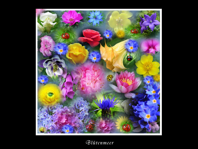 Colorful Flower Collage — Pink