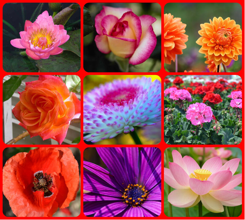Colorful Flower Collage — Pink, Vibrant, Photograph