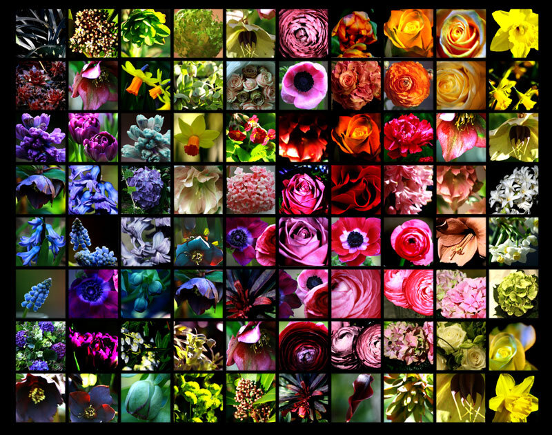 Colorful Flower Collage — Pink, Vibrant
