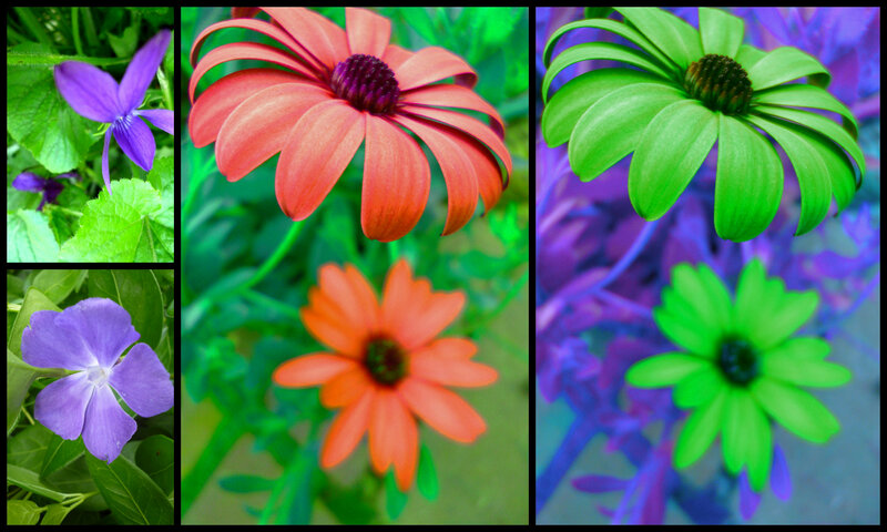 Colorful Flower Collage — Purple