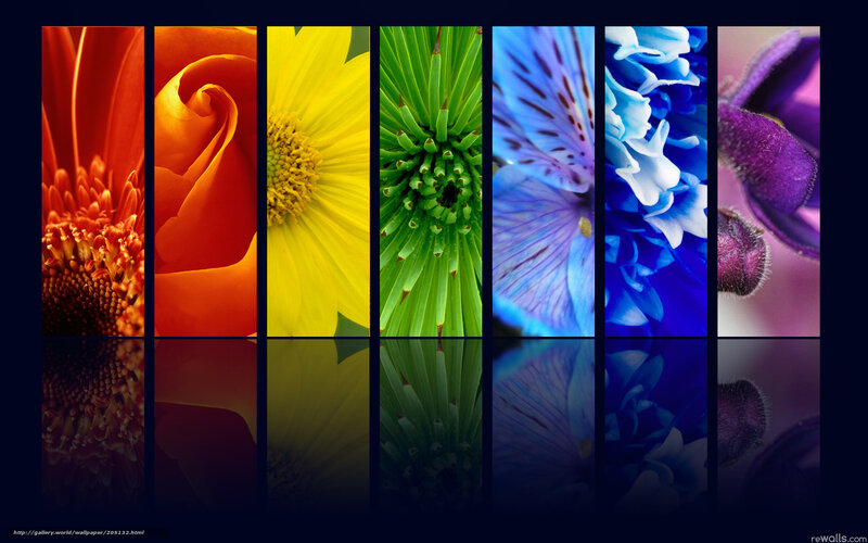 Colorful flower collage
