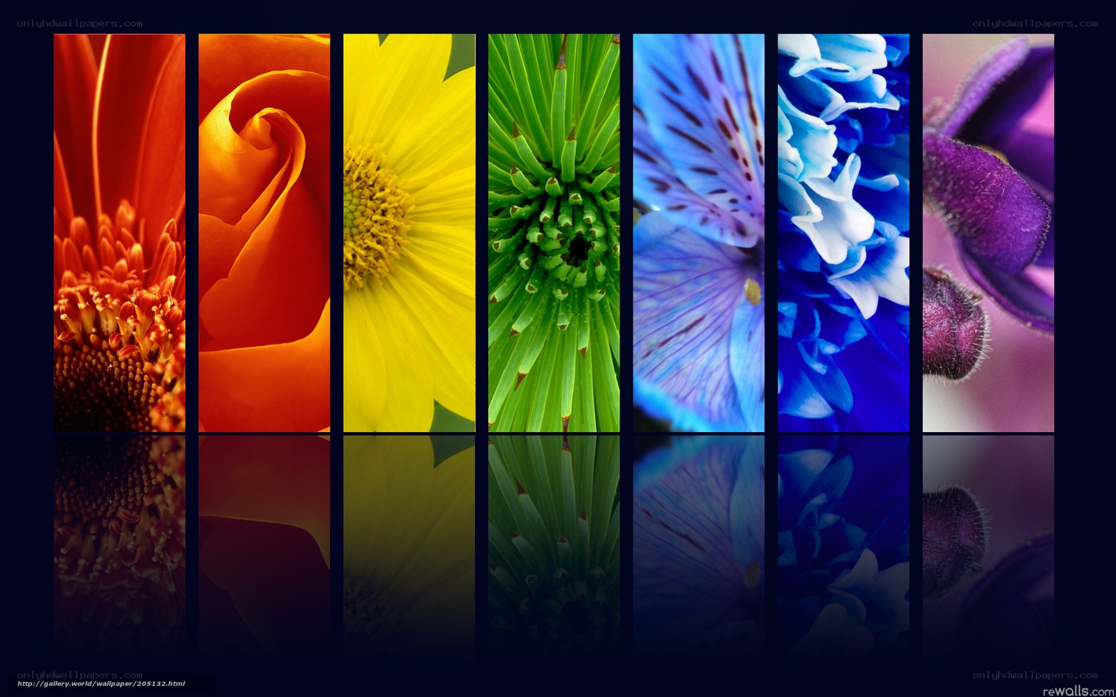 Colorful flower collage