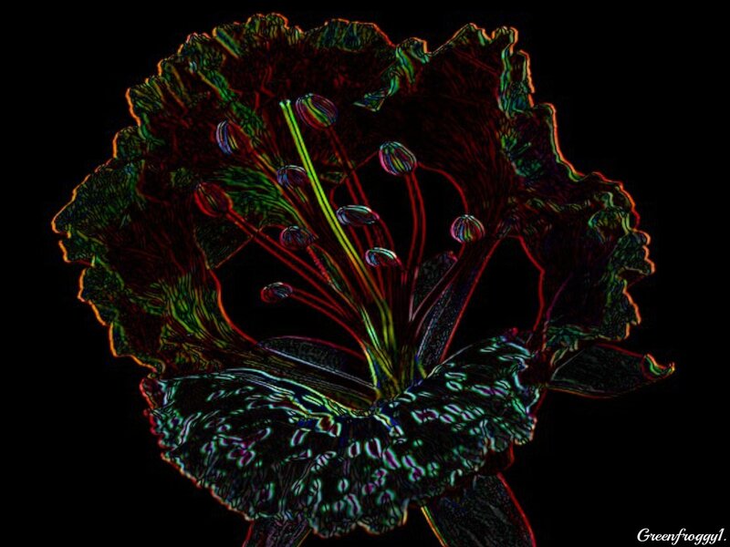 Colorful Flower Cross-section