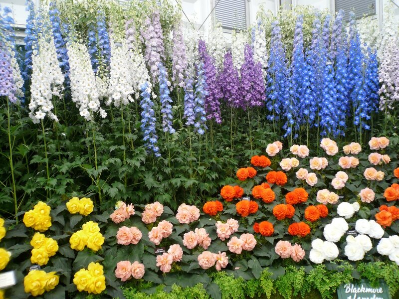 Colorful flower display