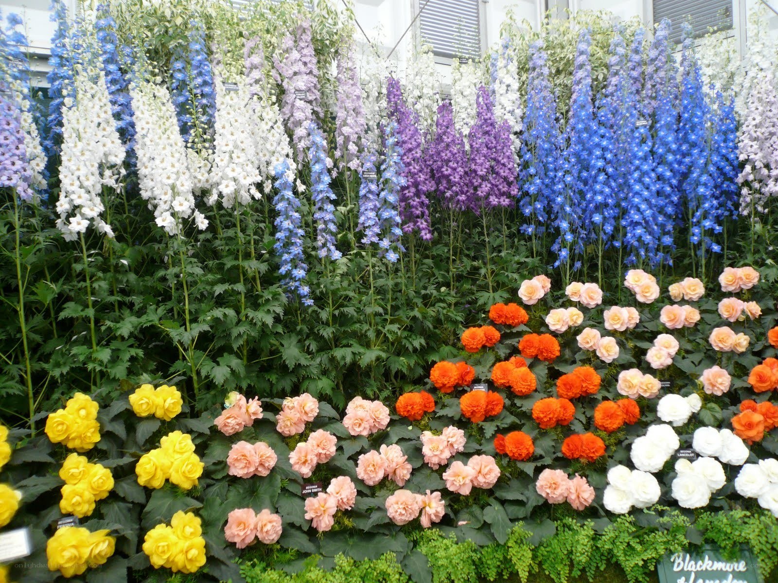 Colorful flower display