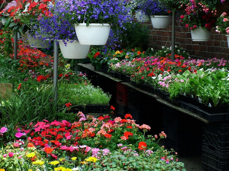 Colorful flower display at nursery