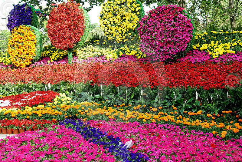 Colorful Flower Display — Pink