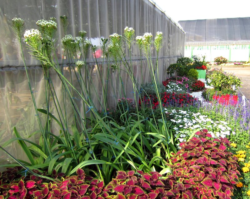 Colorful Flower Display — Red, Calm