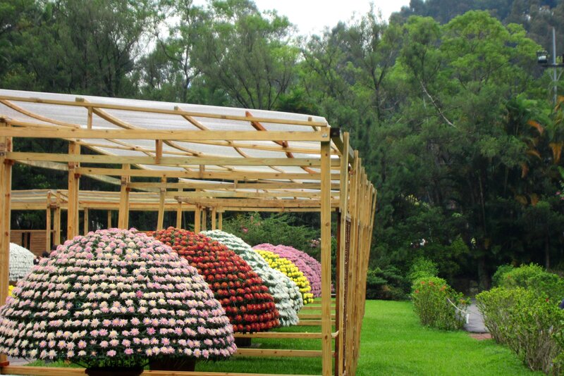 Colorful Flower Displays