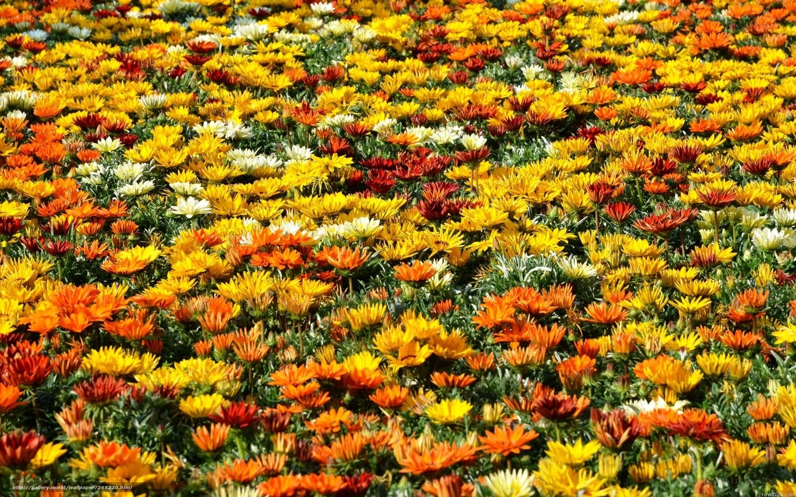Colorful flower field