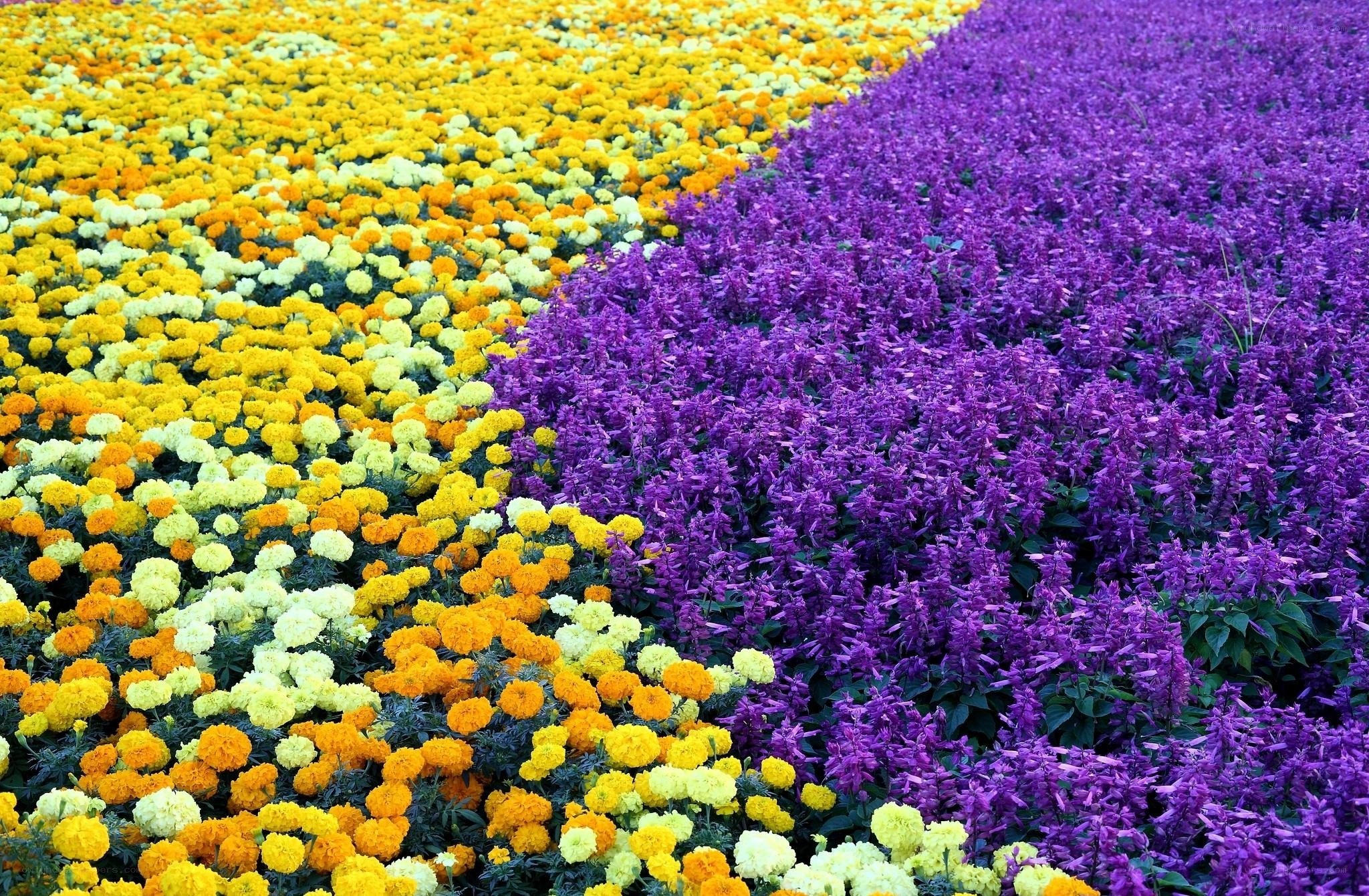 Colorful flower field