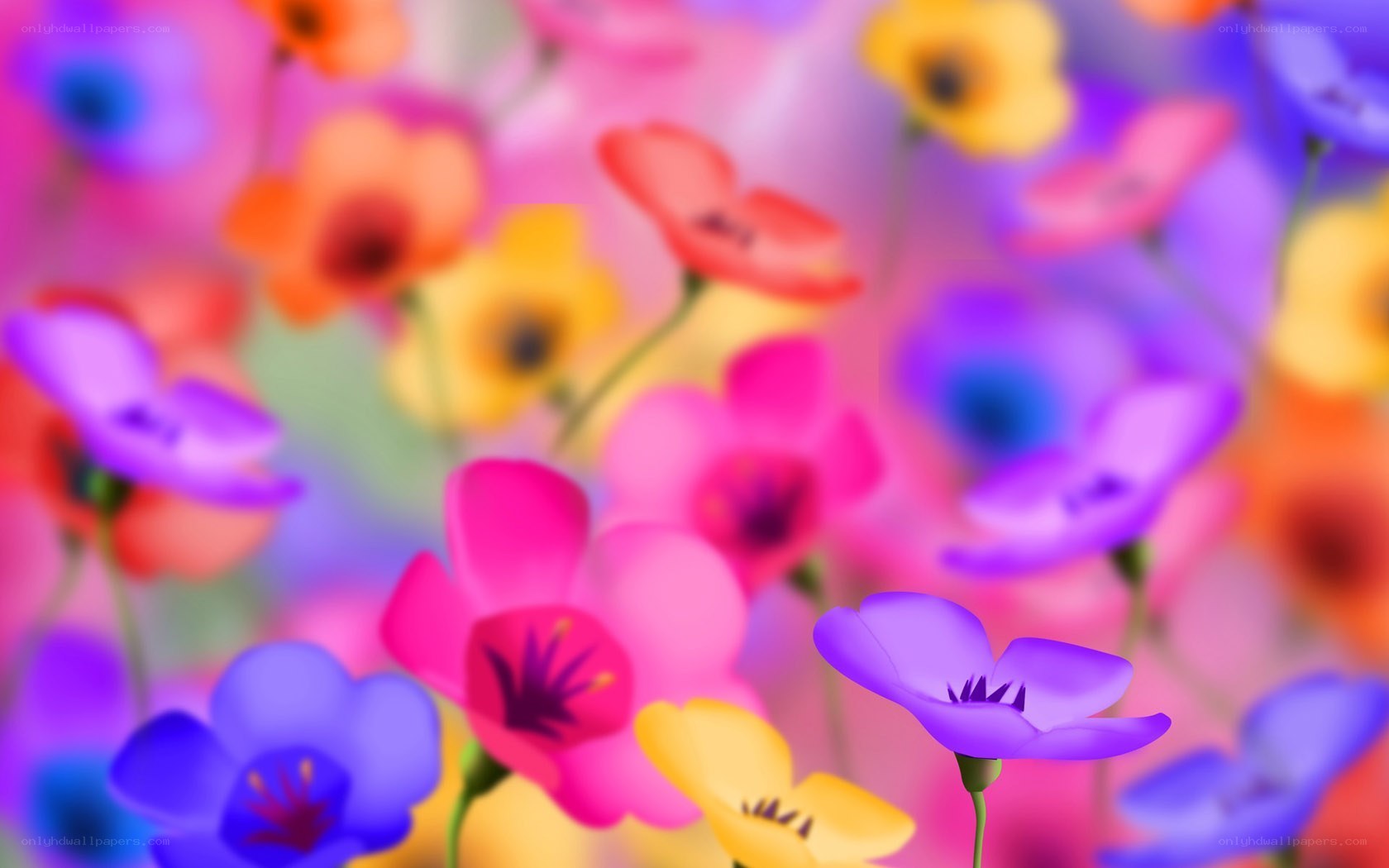 Colorful flower field