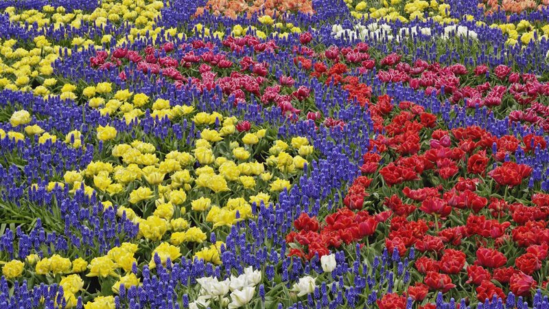 Colorful flower field