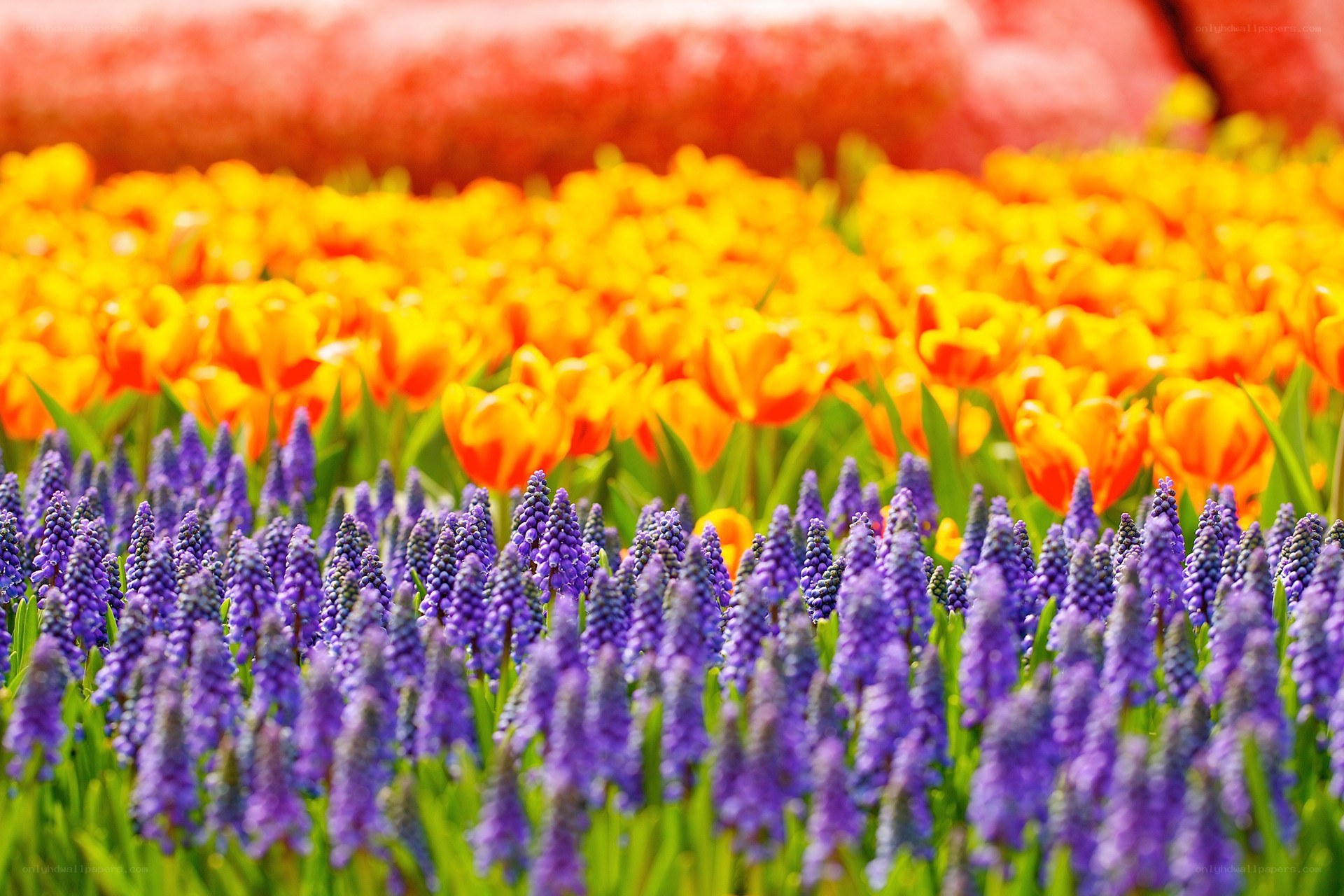 Colorful flower field