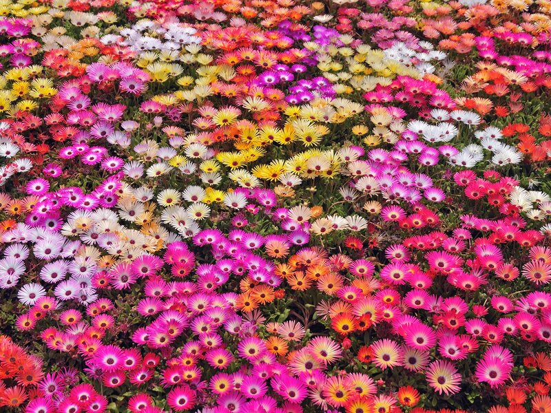 Colorful flower field