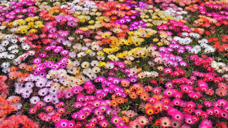 Colorful flower field