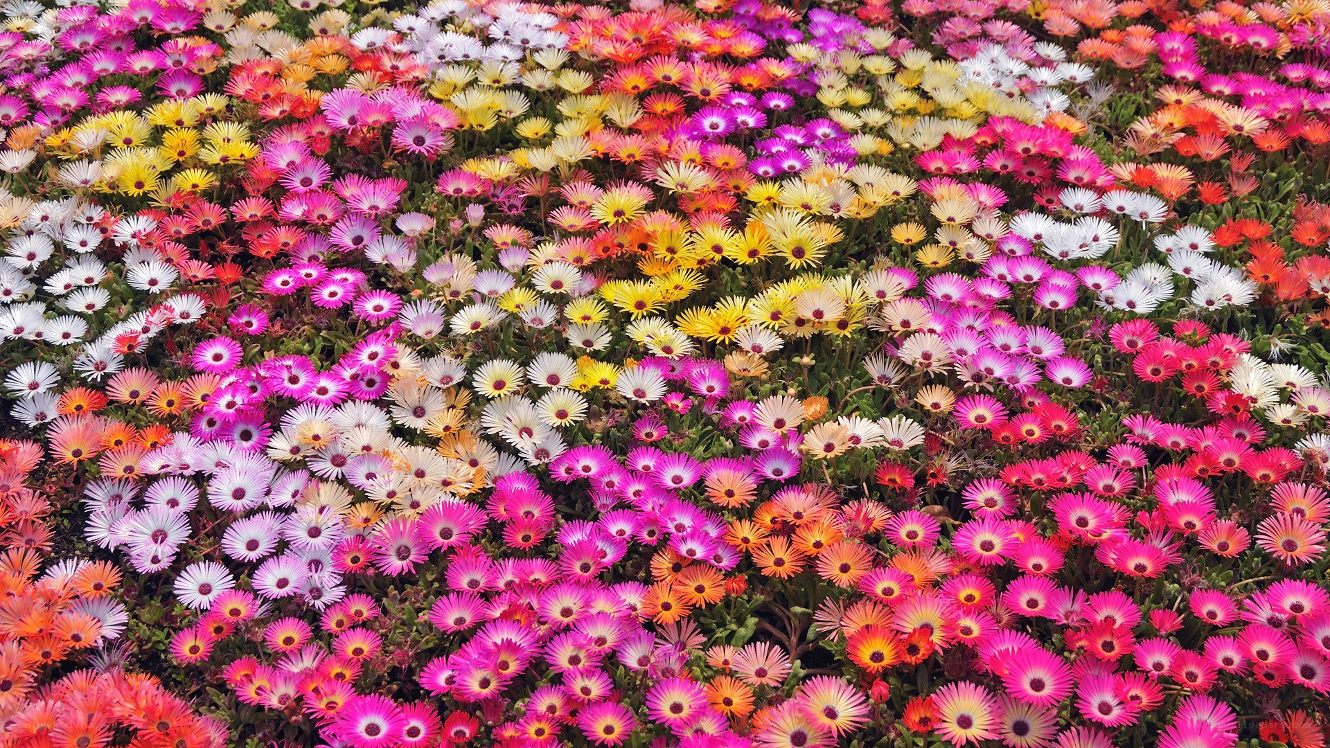 Colorful flower field