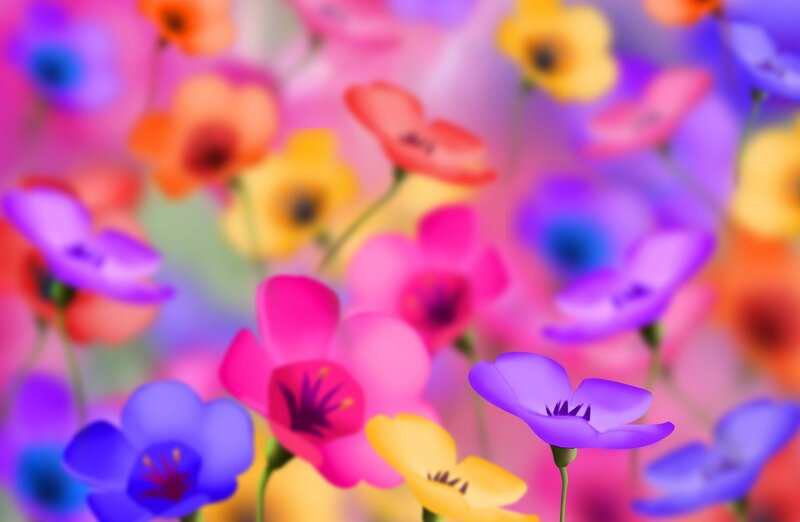 Colorful flower field