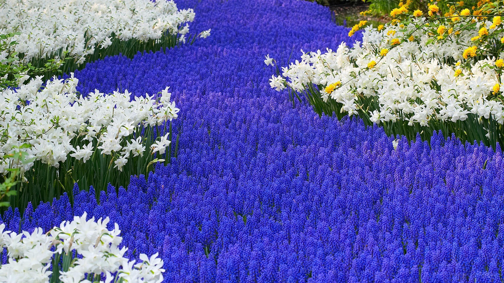 Colorful flower field