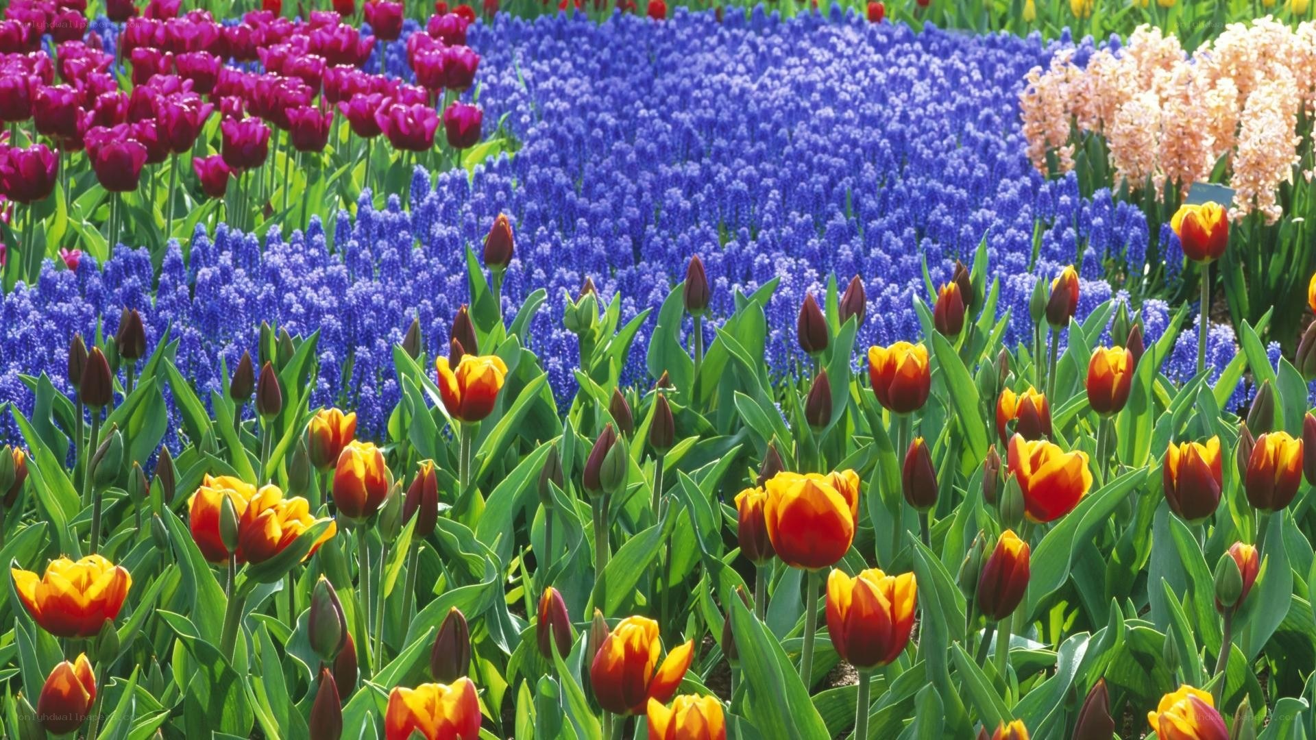 Colorful flower field