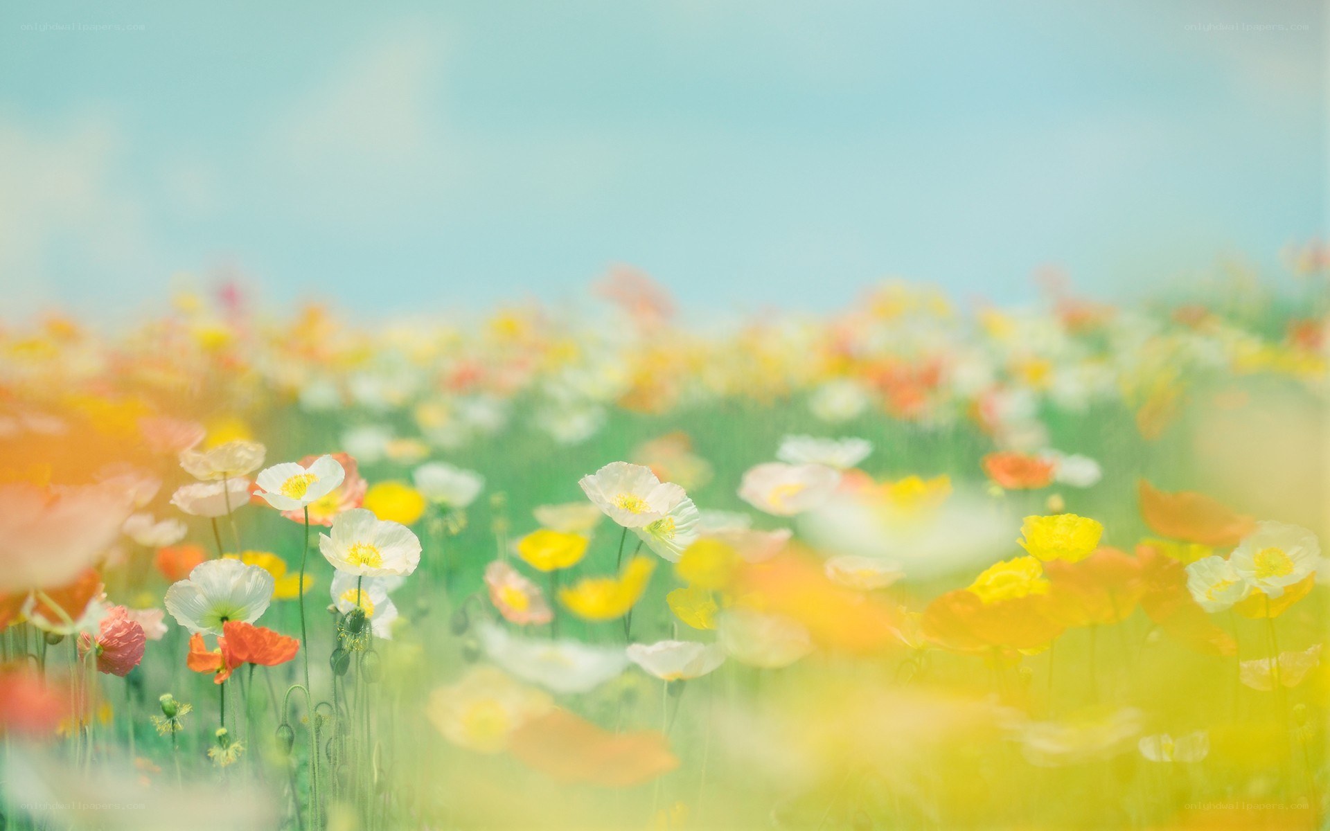 Colorful flower field