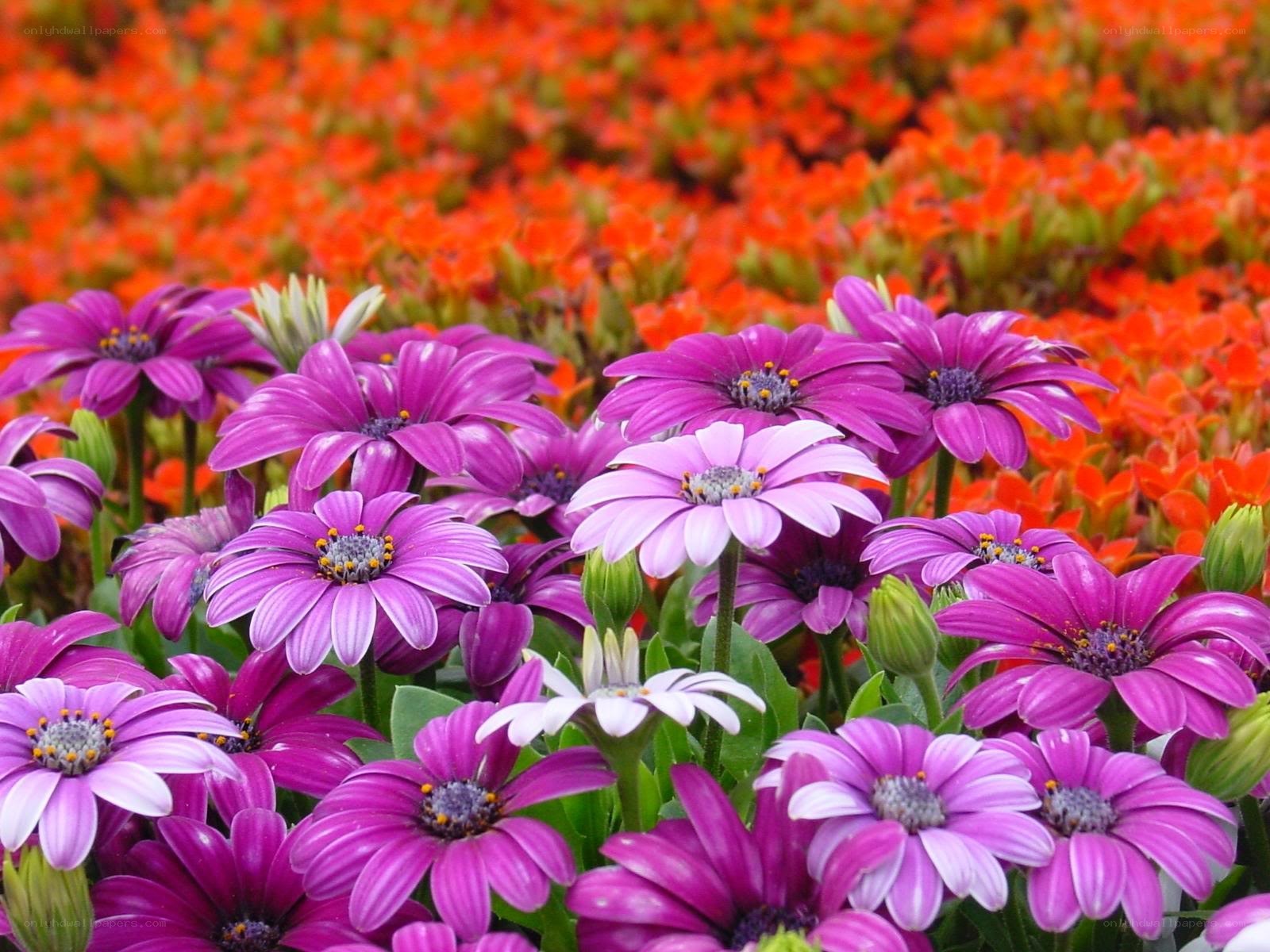 Colorful flower field