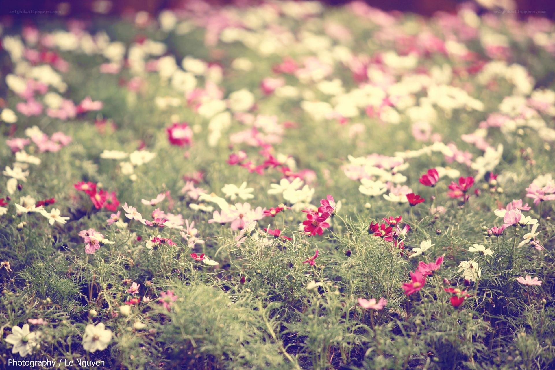 Colorful flower field