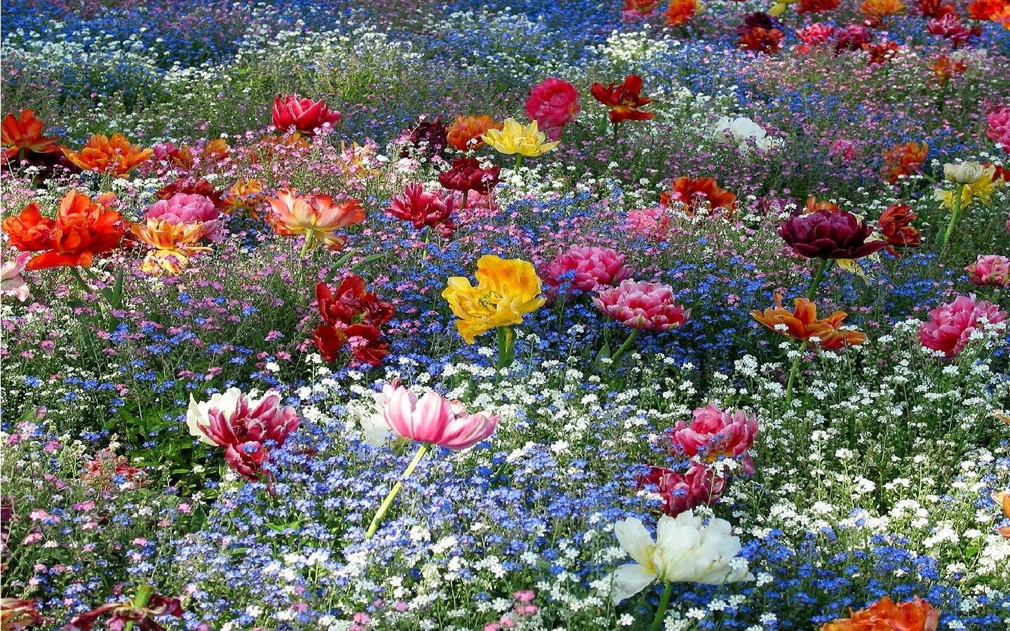 Colorful flower field