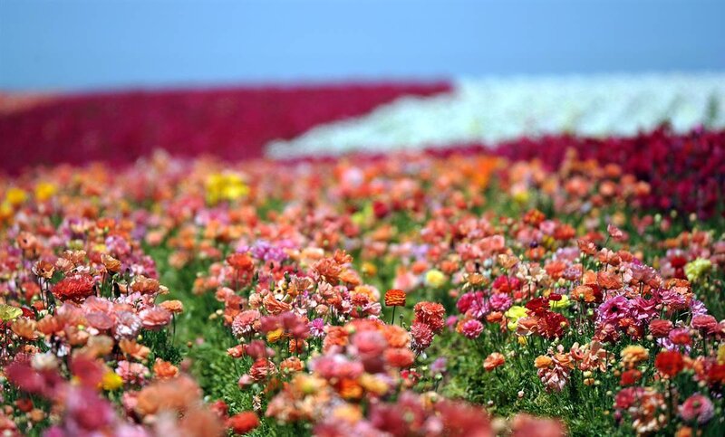 Colorful flower field