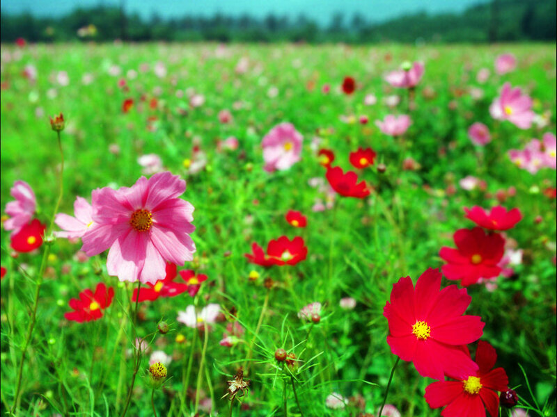 Colorful flower field