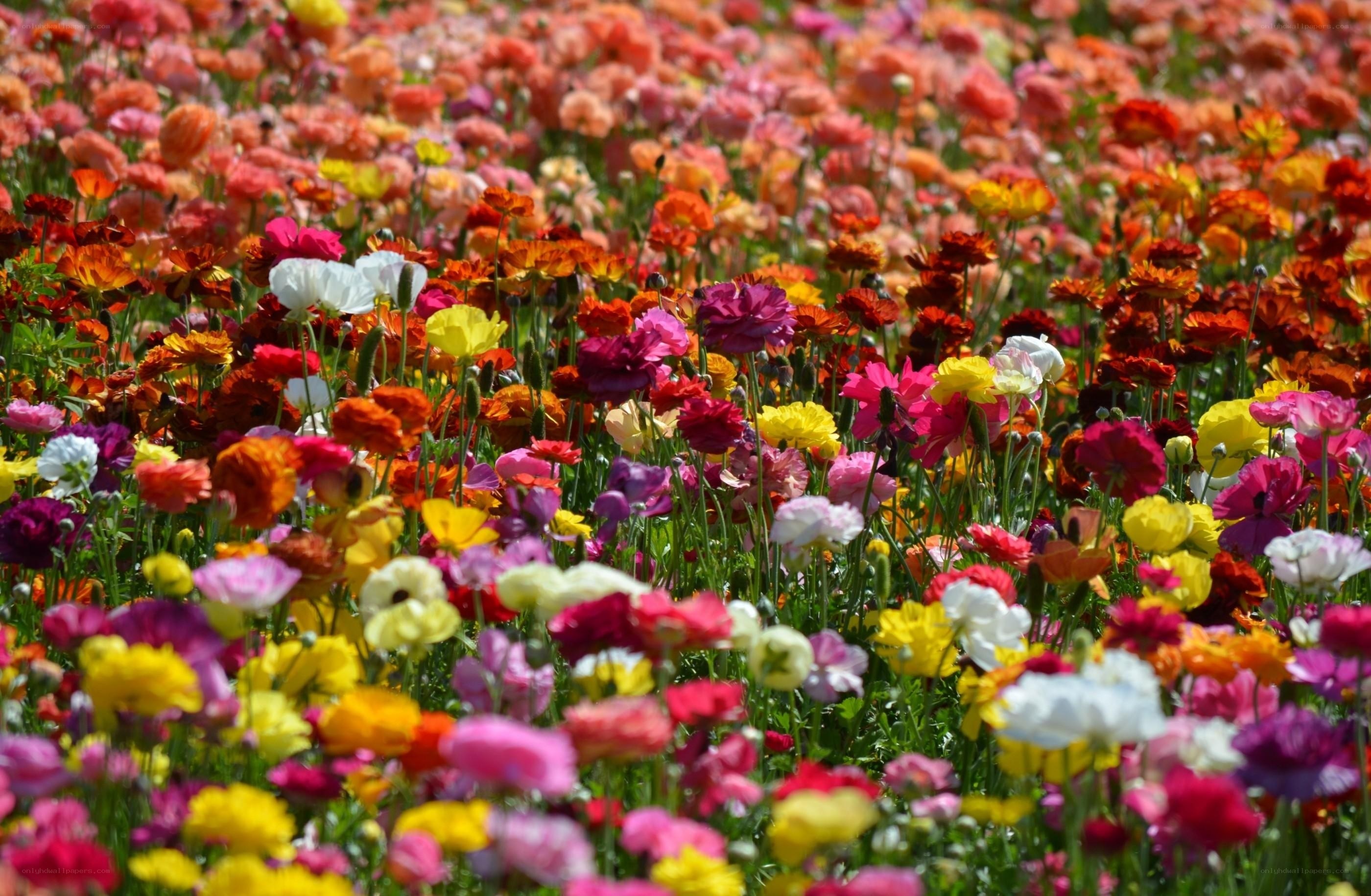Colorful flower field