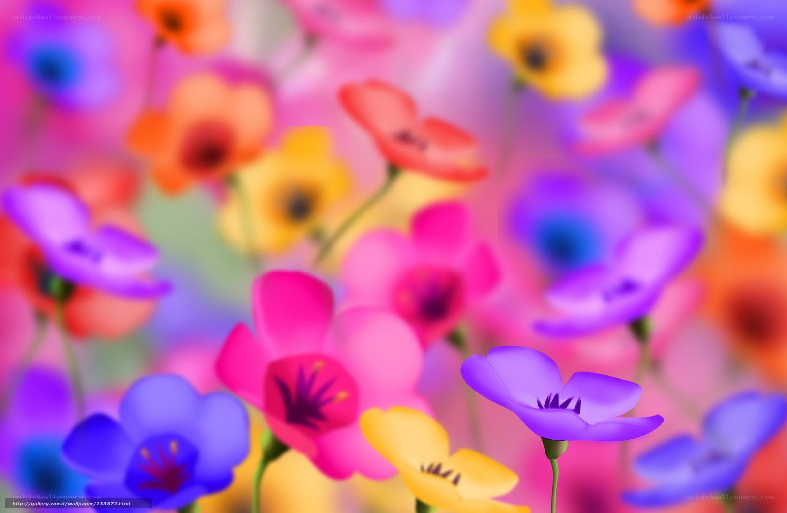 Colorful flower field