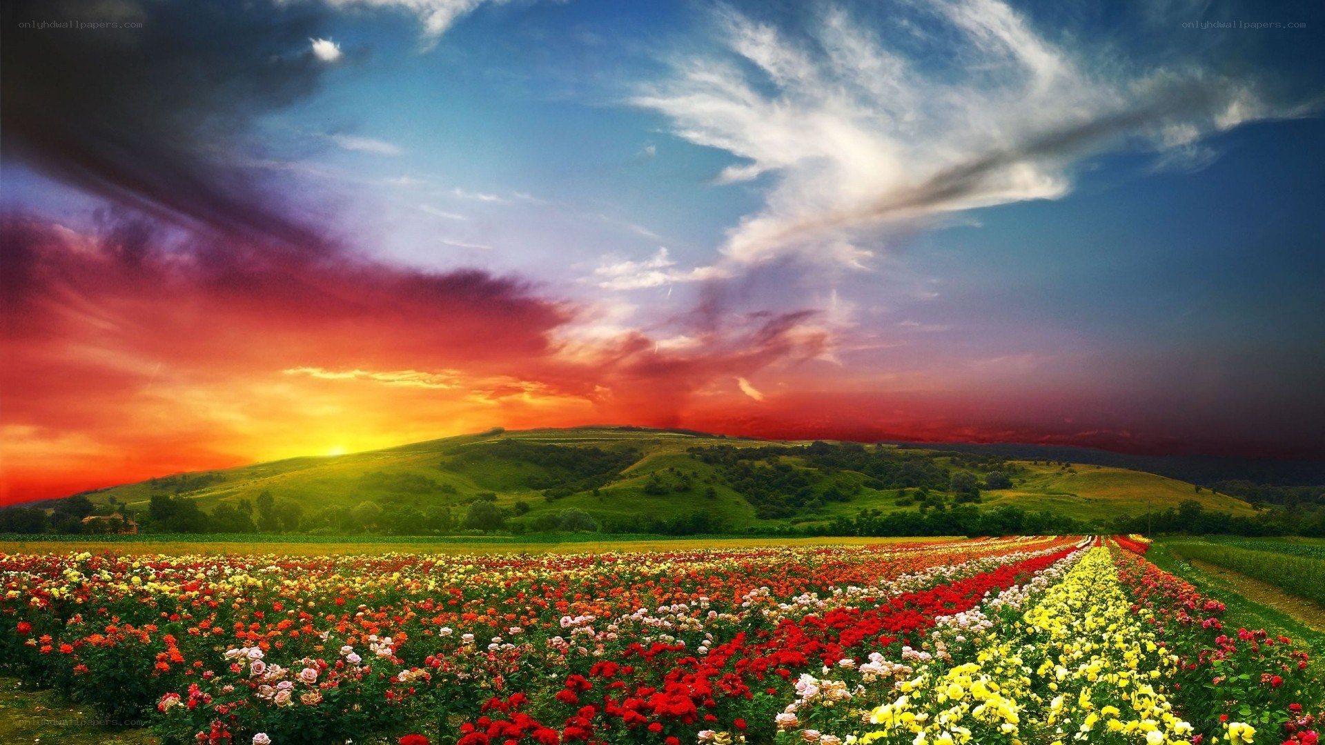 Colorful flower field at sunset