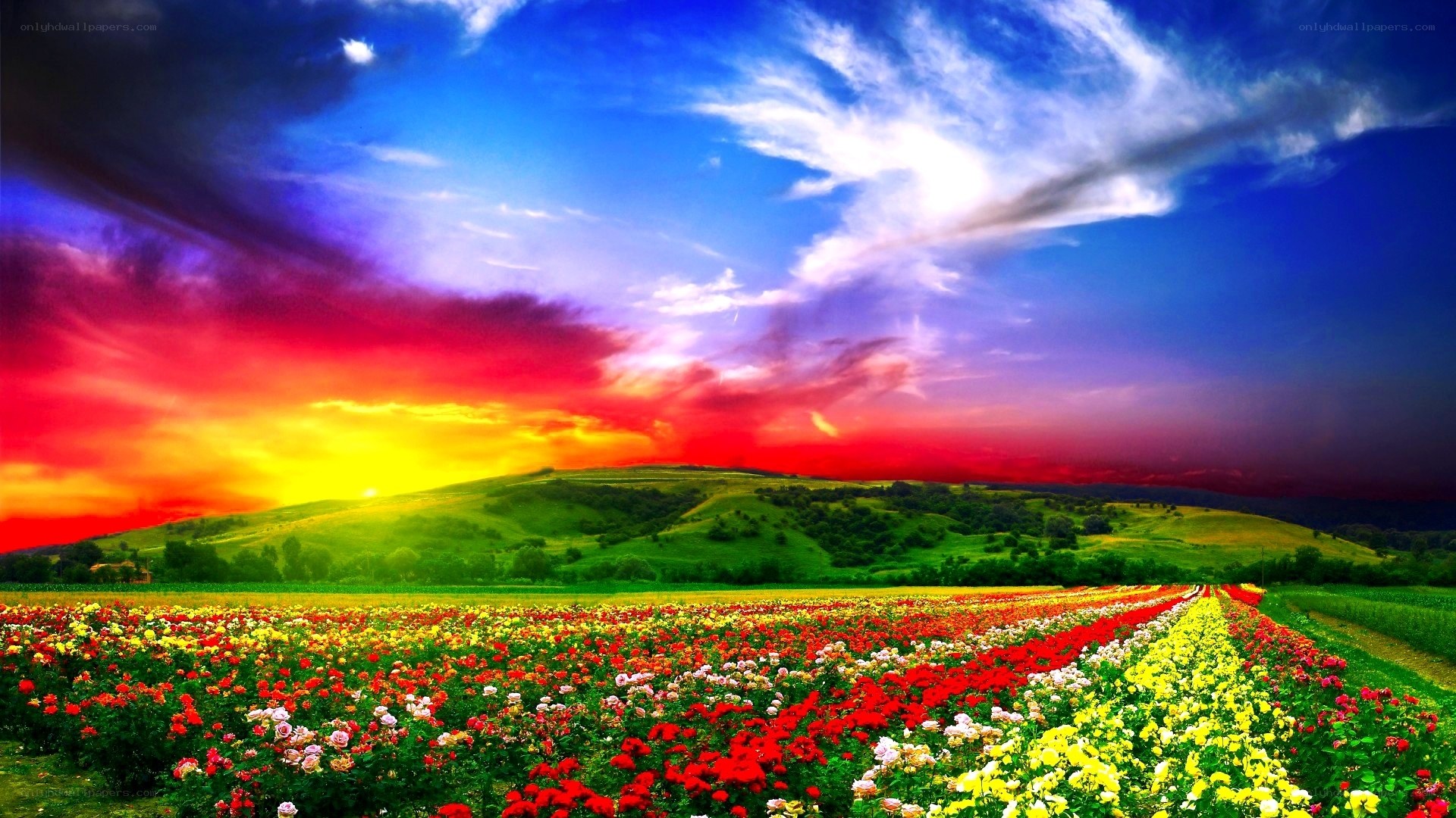 Colorful flower field at sunset
