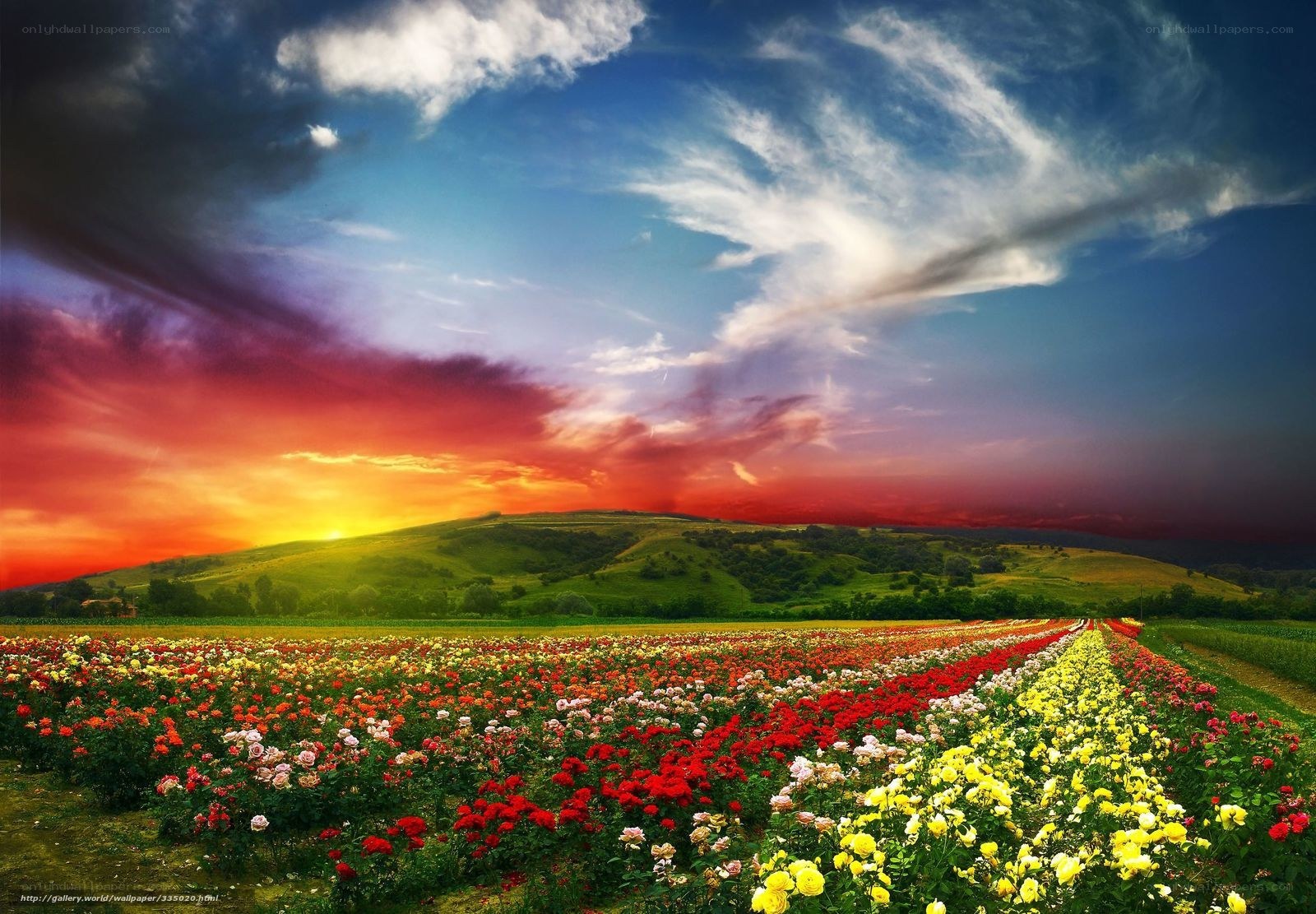 Colorful flower field at sunset