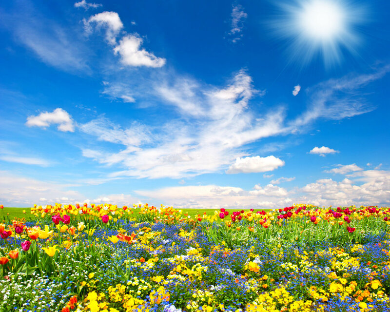 Colorful Flower Field — Blue, Serene, Afternoon, Photograph