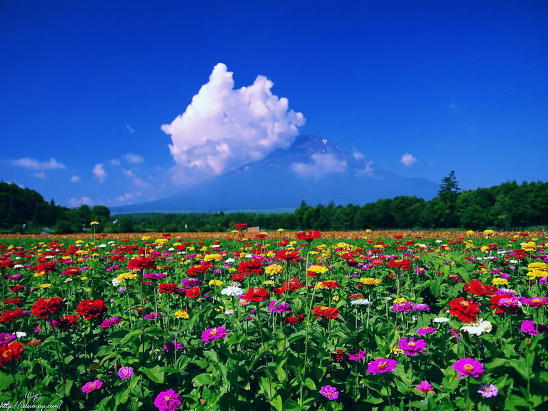 Colorful Flower Field — Blue, Serene