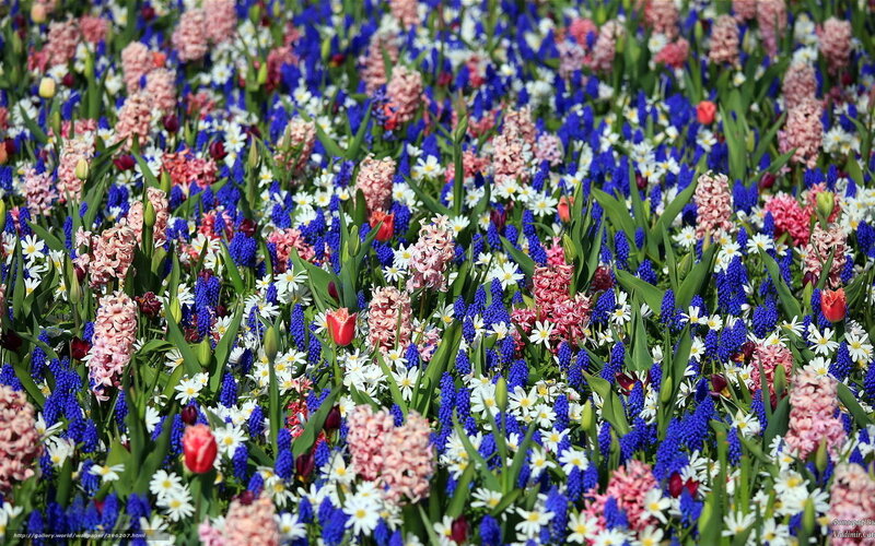 Colorful Flower Field — Blue, Vibrant, Spring