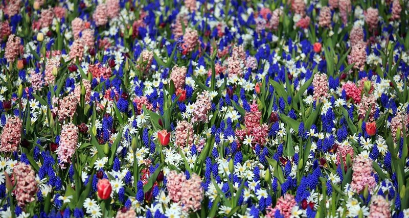 Colorful Flower Field — Blue, Vibrant