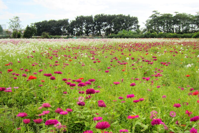 Colorful Flower Field — Green, Serene, Afternoon, Photograph