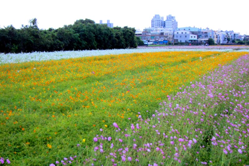 Colorful Flower Field — Green, Serene, Afternoon, Photograph, Trees
