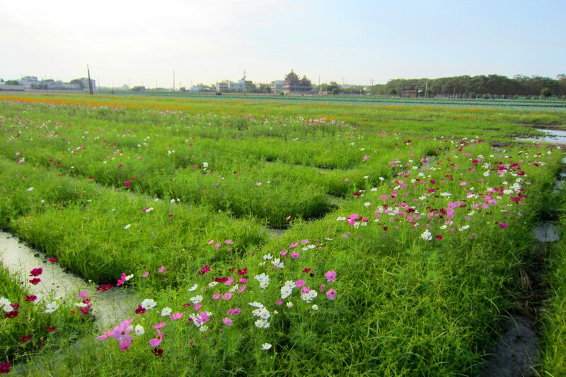 Colorful Flower Field — Green, Serene, Afternoon
