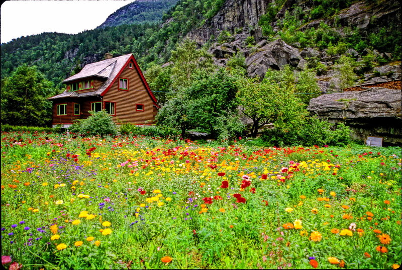 Colorful Flower Field — Green, Serene, Summer