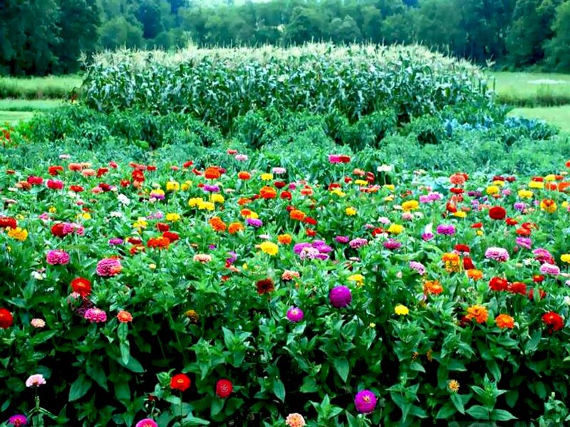 Colorful Flower Field — Green, Serene
