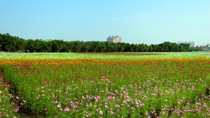 Colorful Flower Field — Green