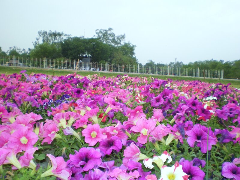 Colorful flower field in a park