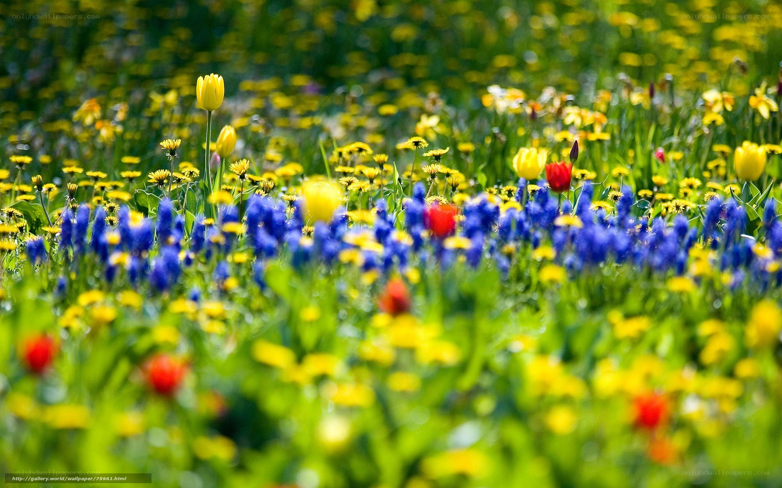 Colorful flower field in bloom