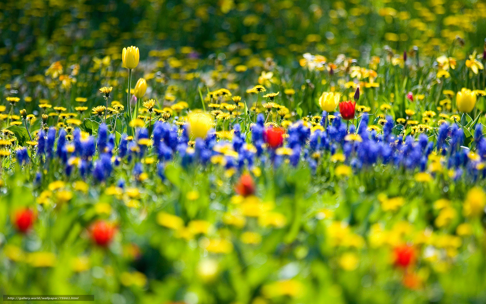 Colorful flower field in bloom