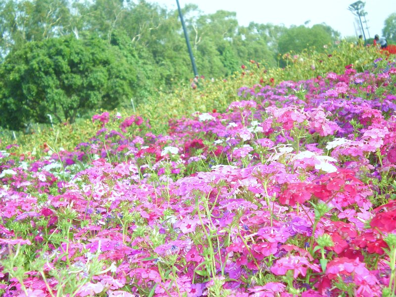 Colorful flower field in park