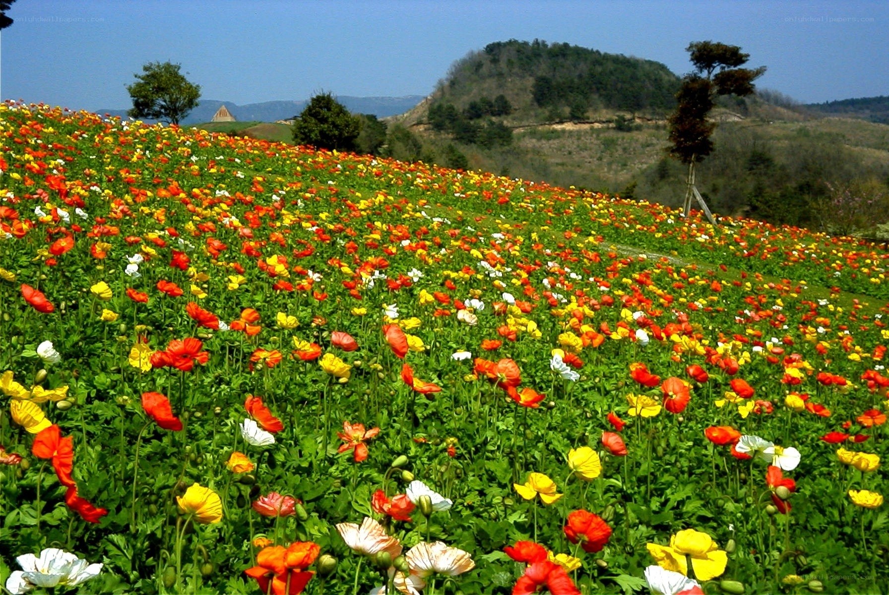 Colorful flower field in spring